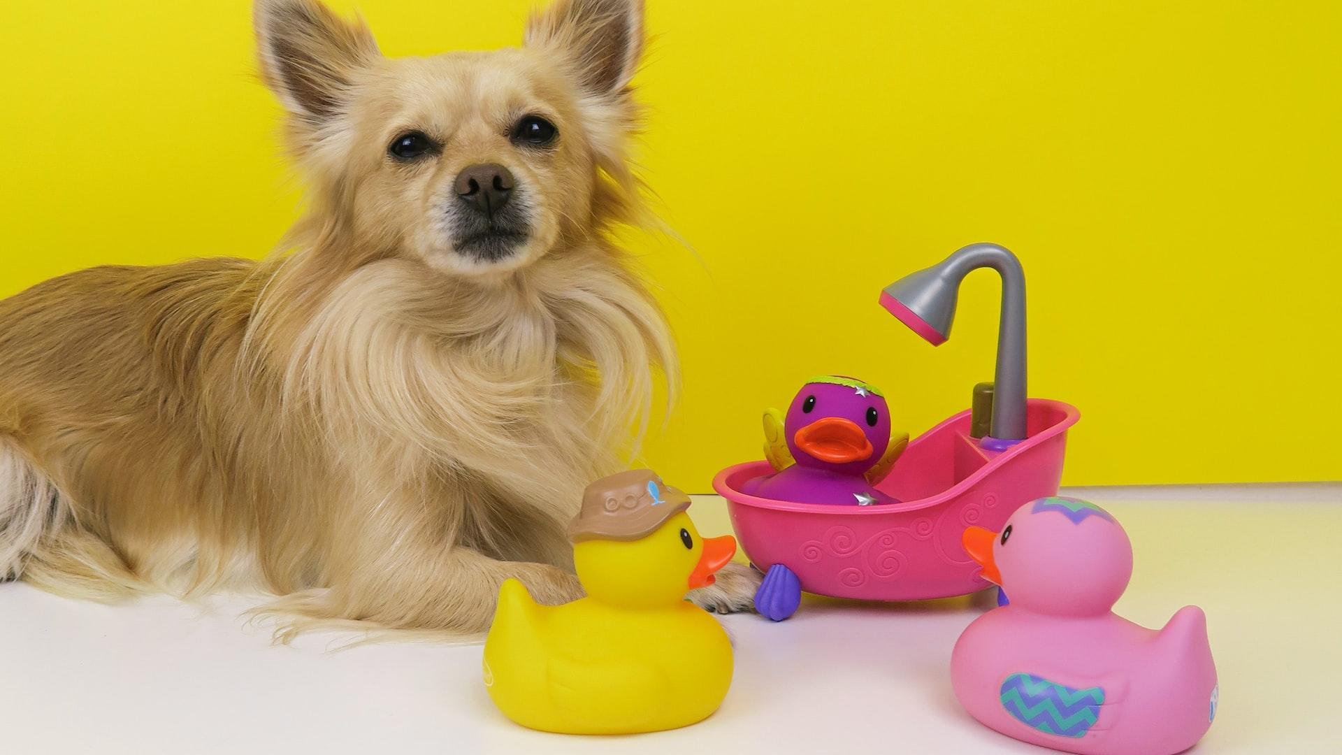 brown chihuahua puppy playing with pink plastic toy
